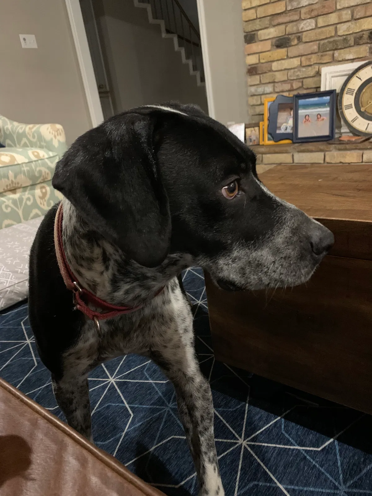 Lost dog in Midland, TX, 79705