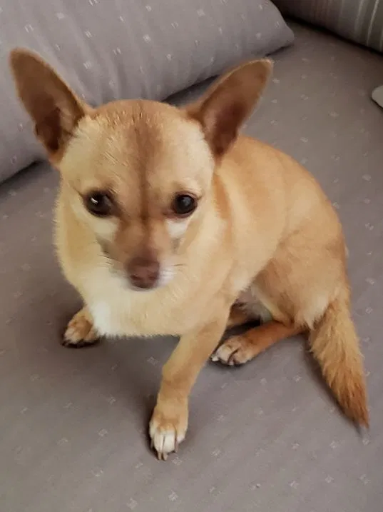 Lost dog in Antioch, CA, 94509