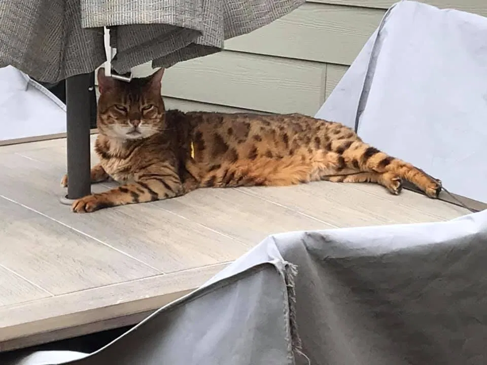 Lost cat in Brandon, SD, 57005