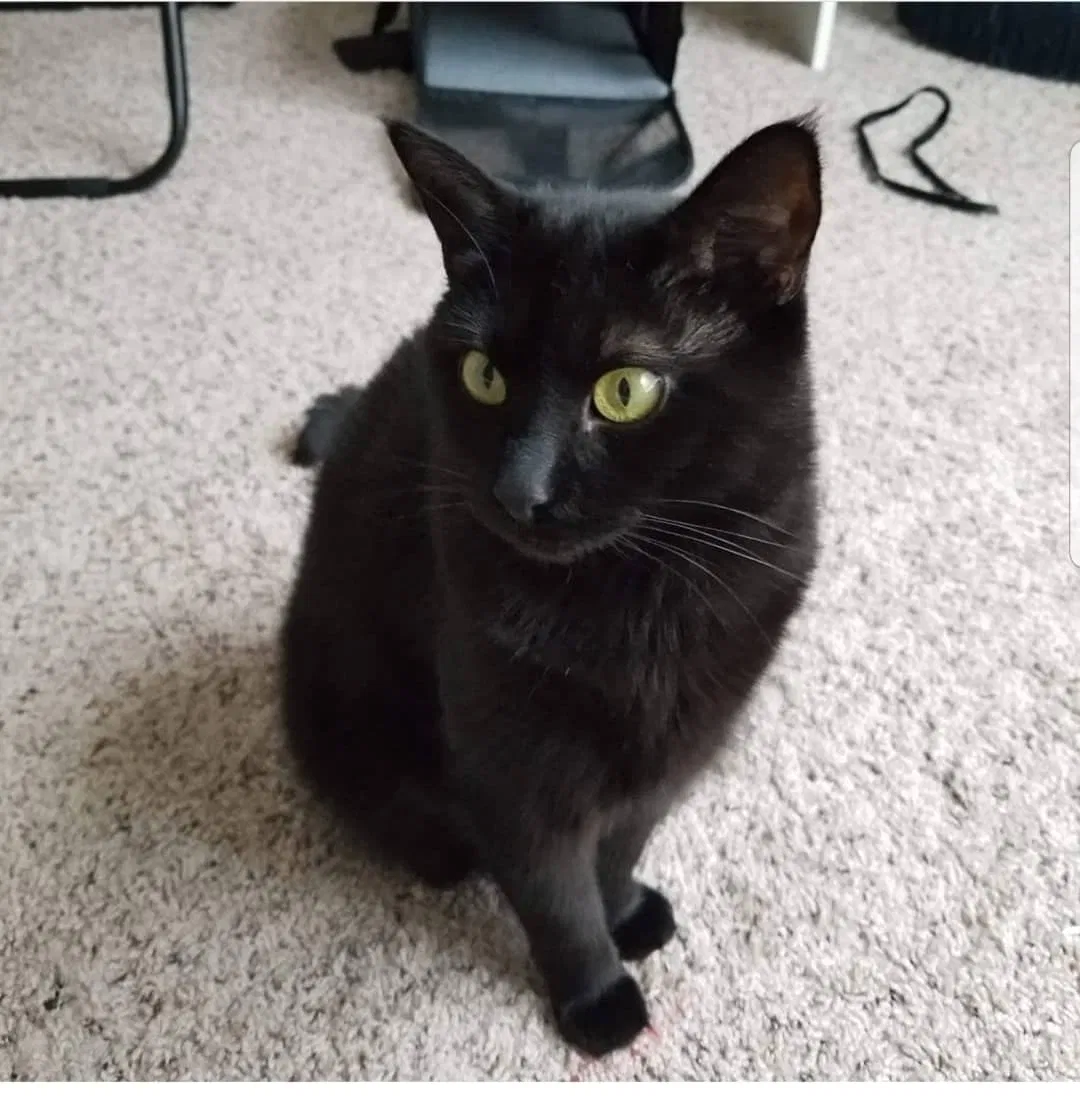 Lost cat in Charlotte, NC, 28277