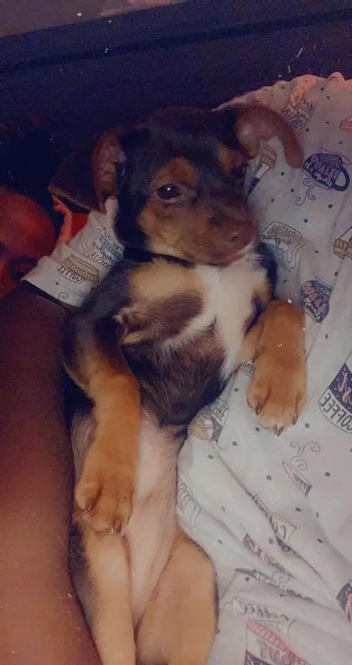 Lost dog in Gulfport, MS, 39503
