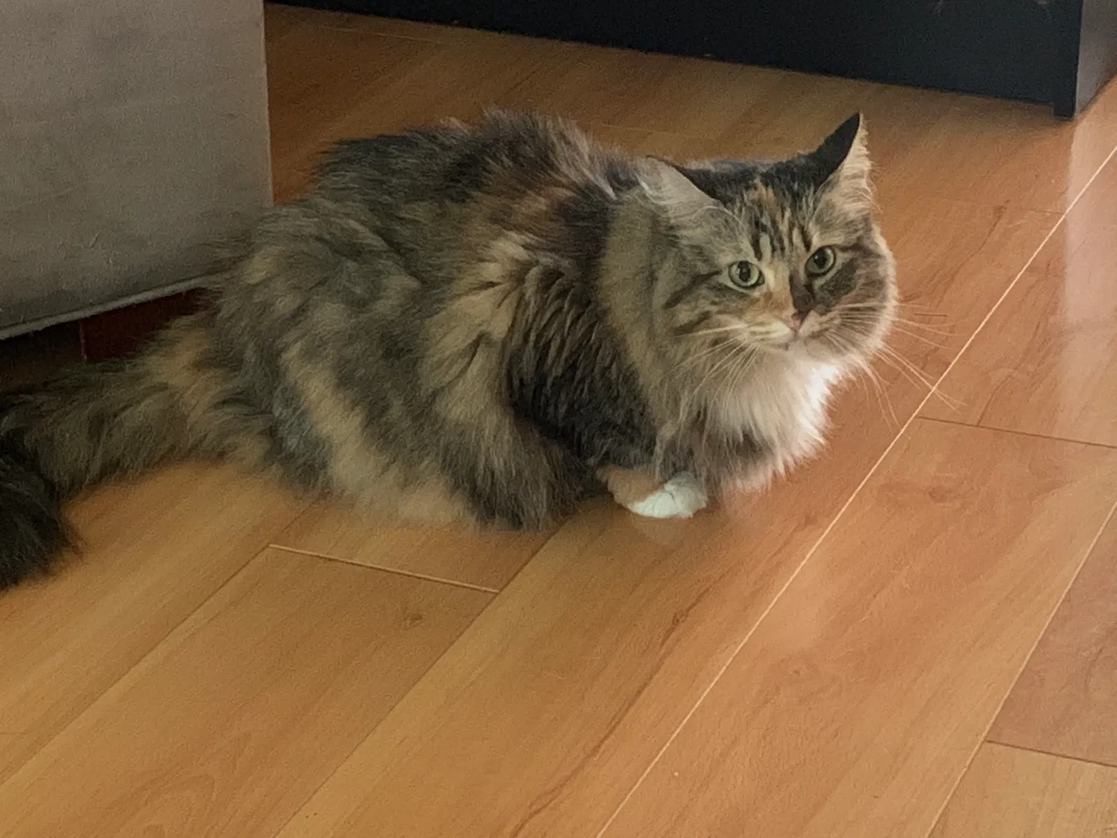 Lost cat in Brooklyn, NY, 11216