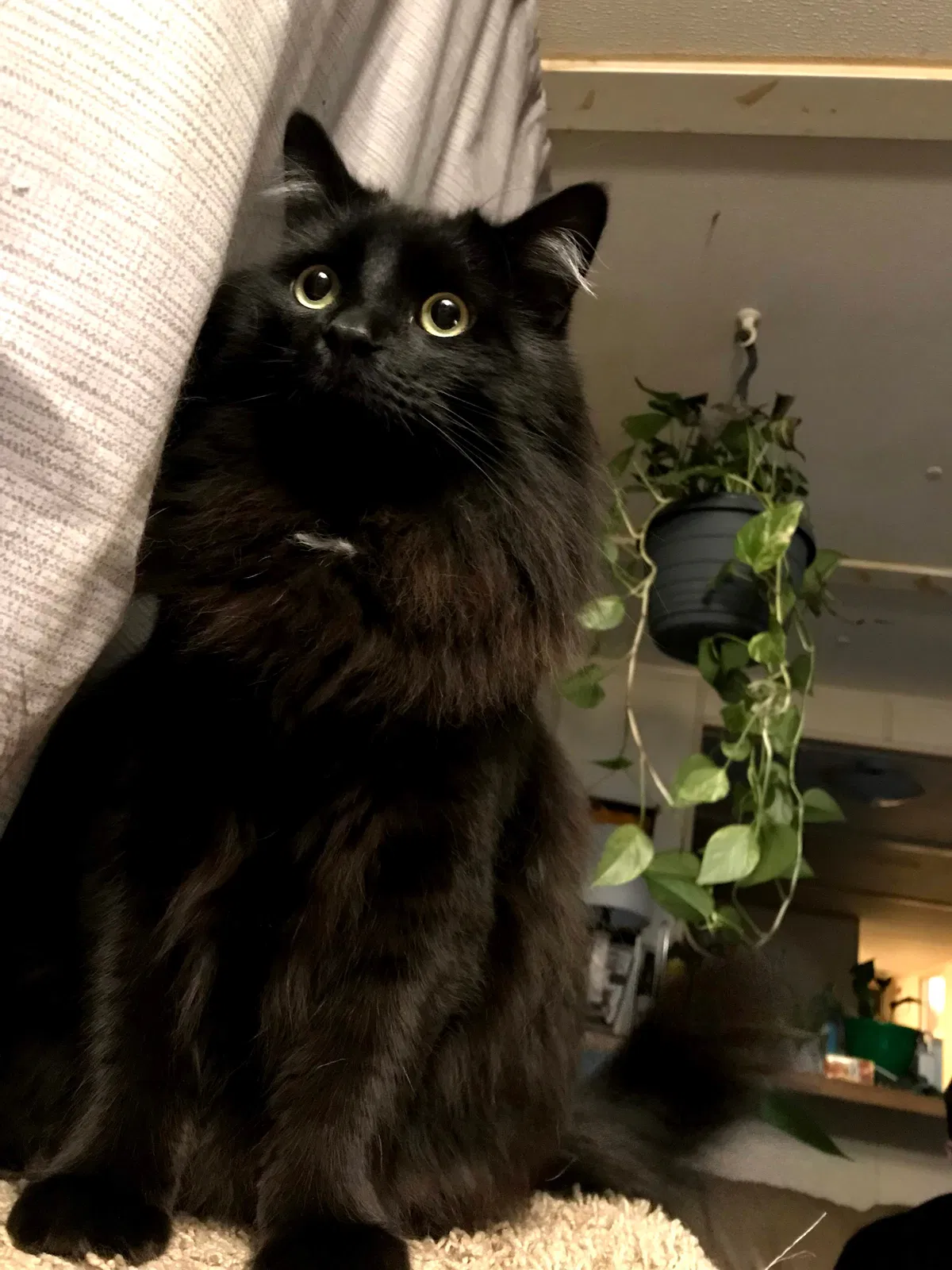 Lost cat in Monument, CO, 80132