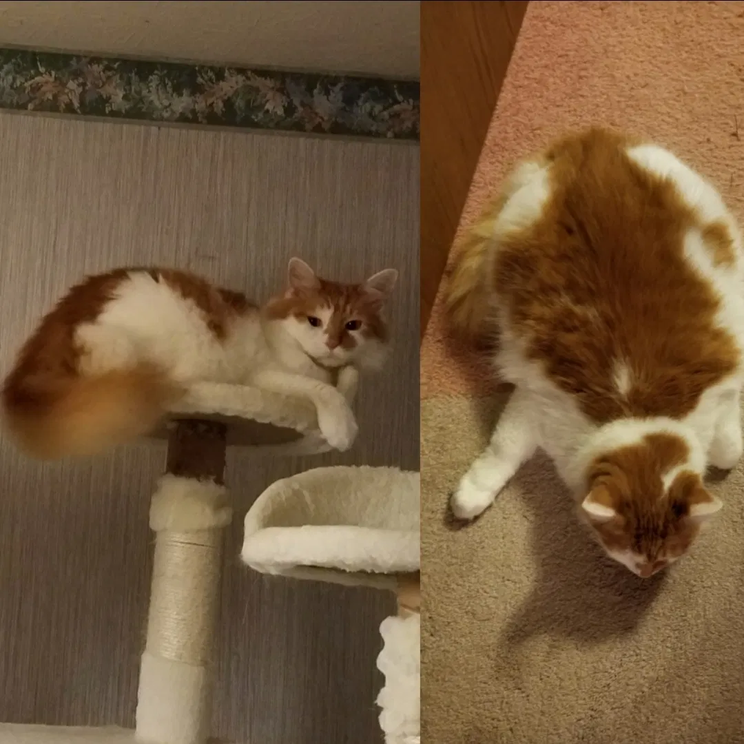 Lost cat in Hamilton, OH, 45011