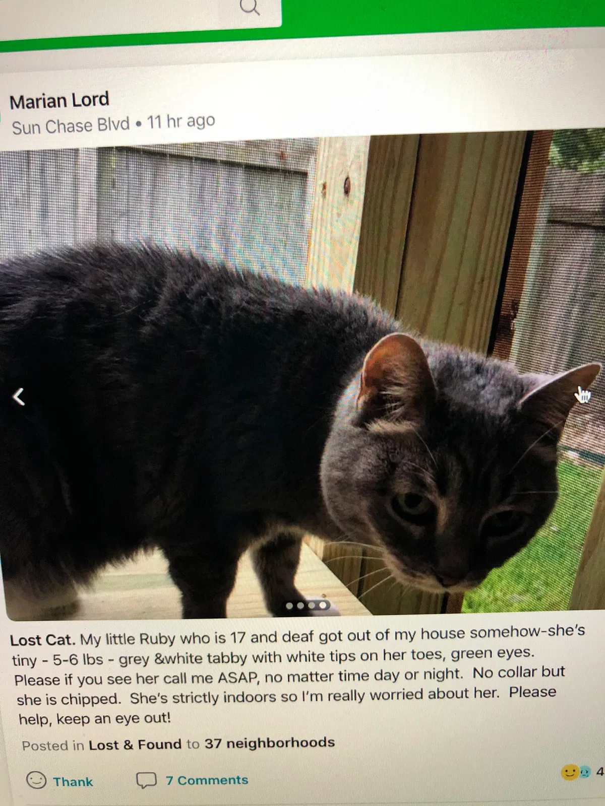 Lost cat in Cedar Park, TX, 78613