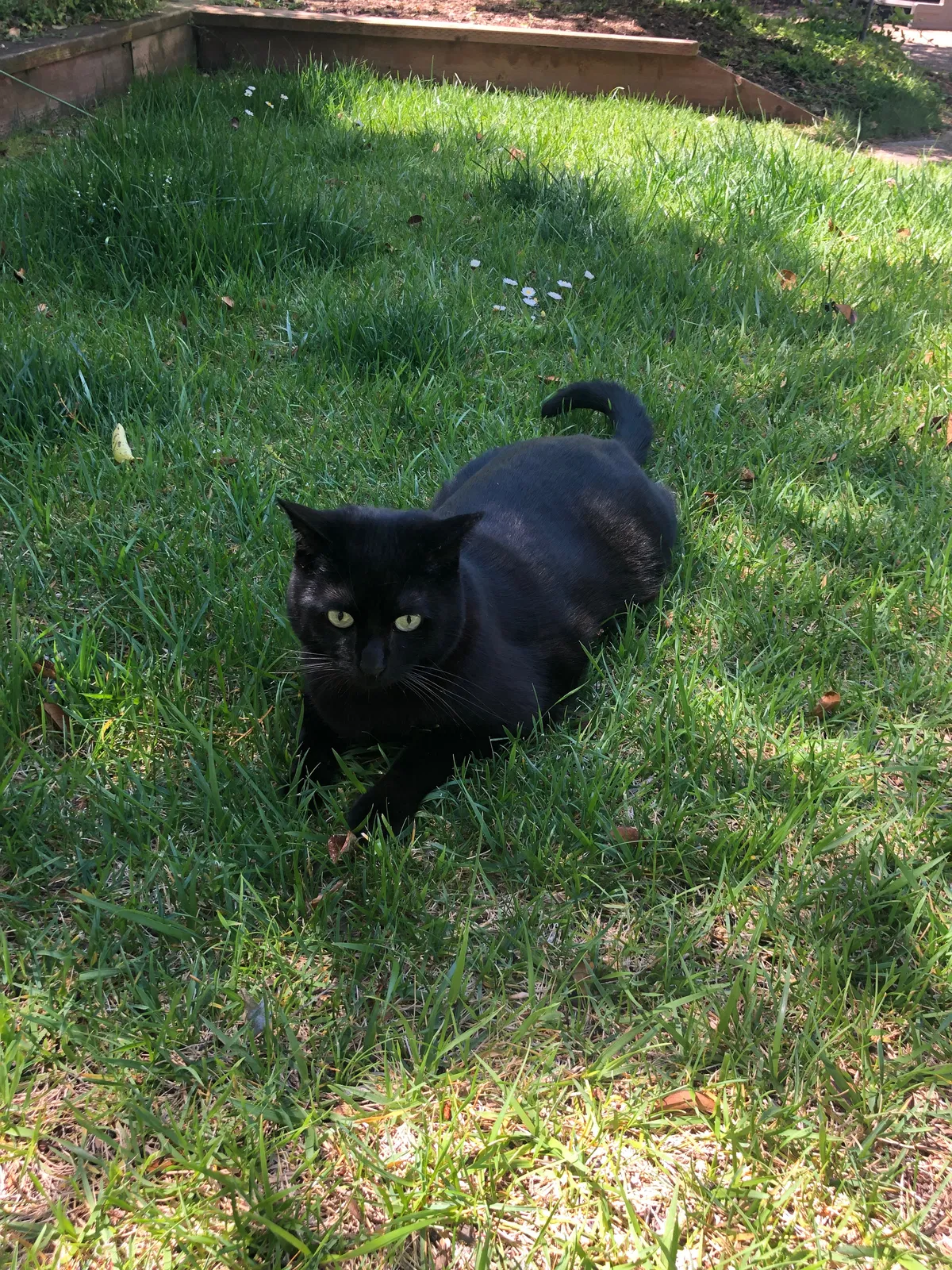Lost cat in Oakland, CA, 94619