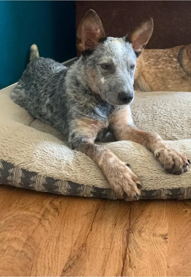 Lost dog in Poteet, TX, 78065