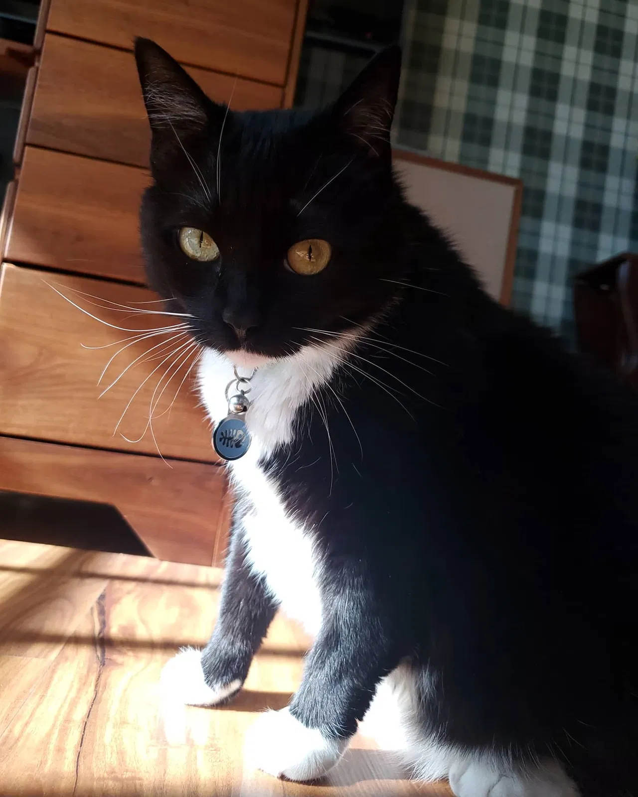 Lost cat in Escondido, CA, 92029