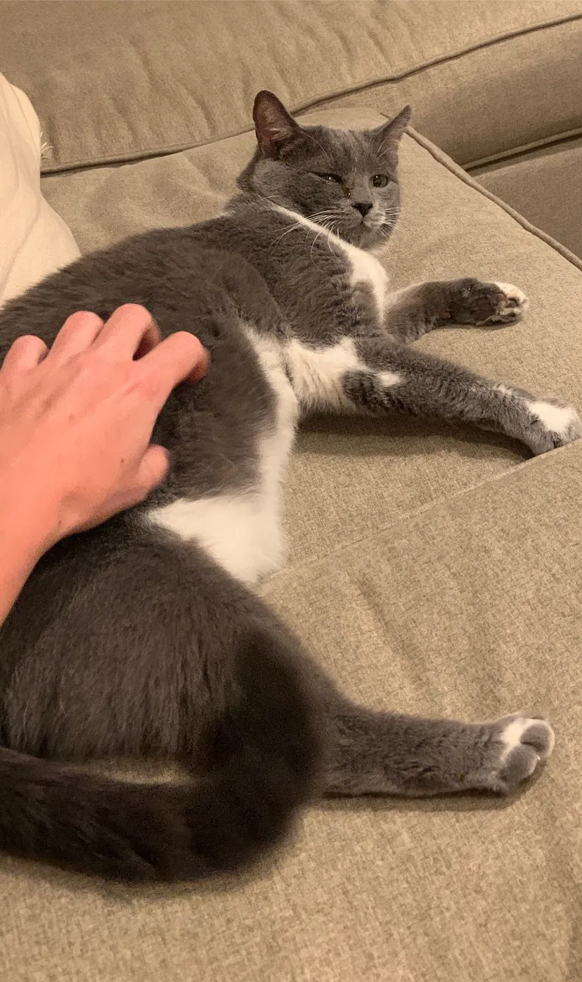 Lost cat in Phoenix, AZ, 85021