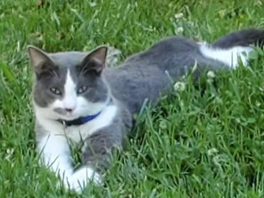 Lost cat in Carmichael, CA, 95608