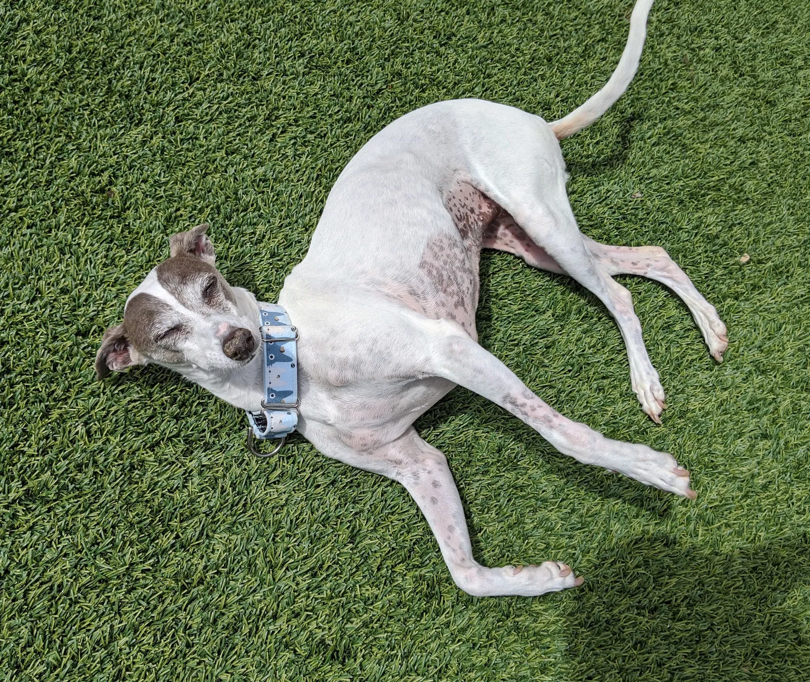 Lost dog in Huntsville, AL, 35824