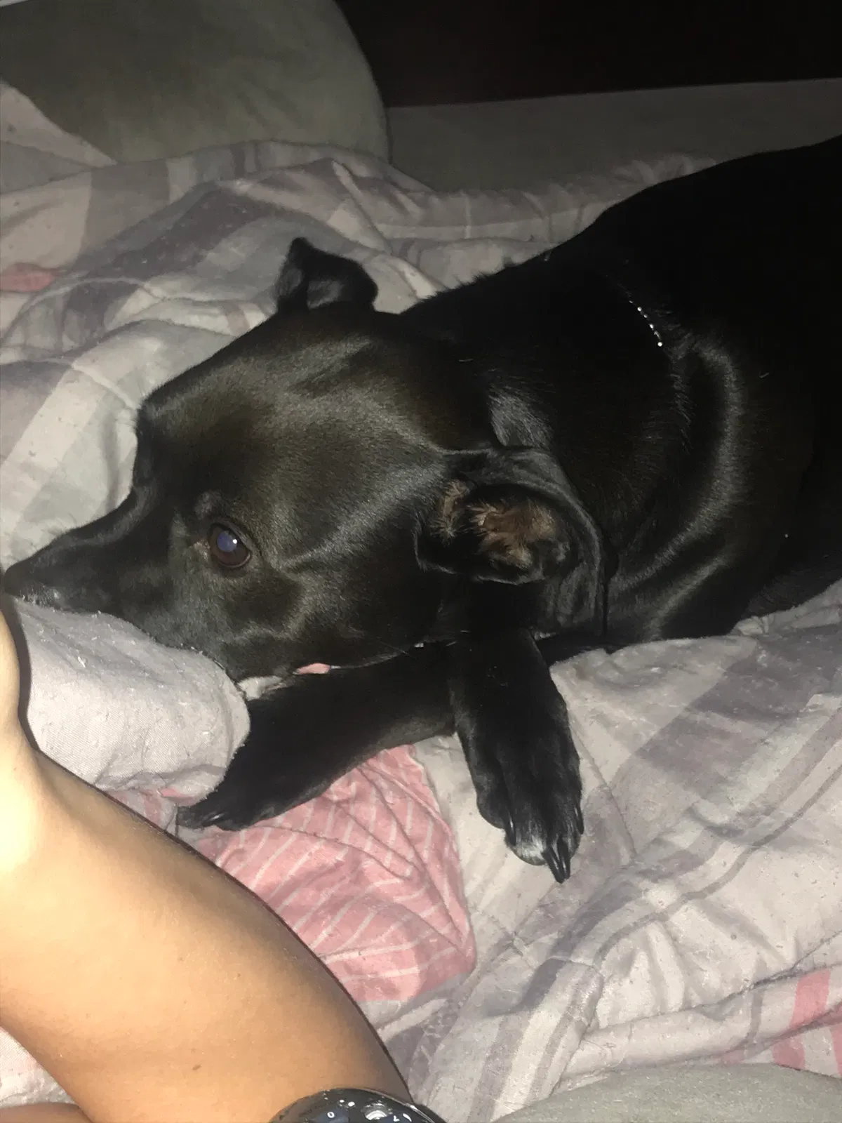 Lost dog in Ocala, FL, 34476