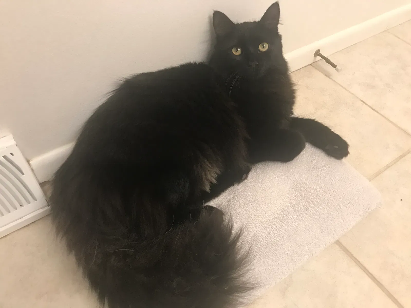 Lost cat in Buffalo Grove, IL, 60089