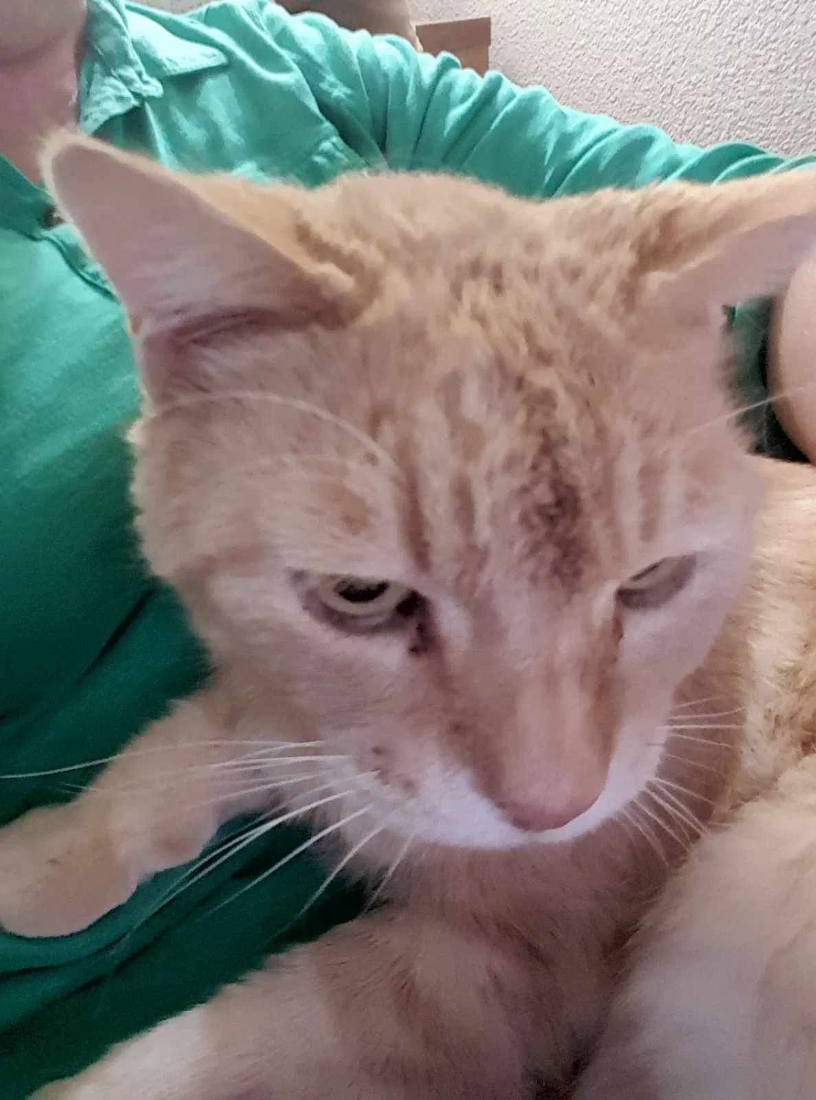 Lost cat in Redding, CA, 96003