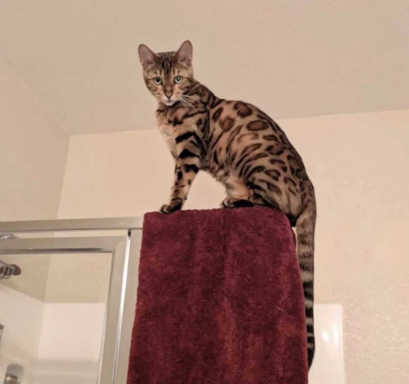 Lost cat in Sacramento, CA, 95833