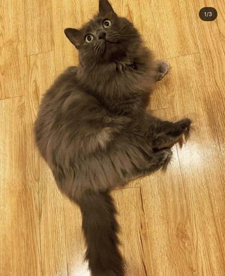 Lost cat in Eglin Afb, FL, 32542