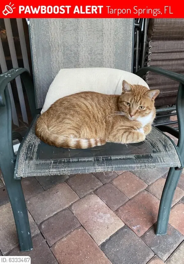 Lost cat in Tarpon Springs, FL, 34689
