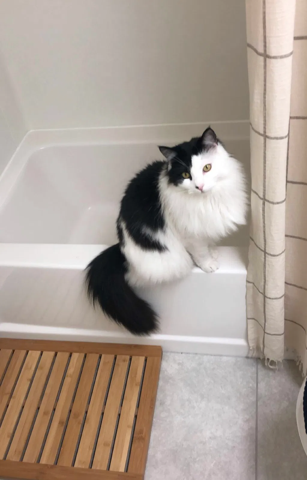 Lost cat in Santa Monica, CA, 90405