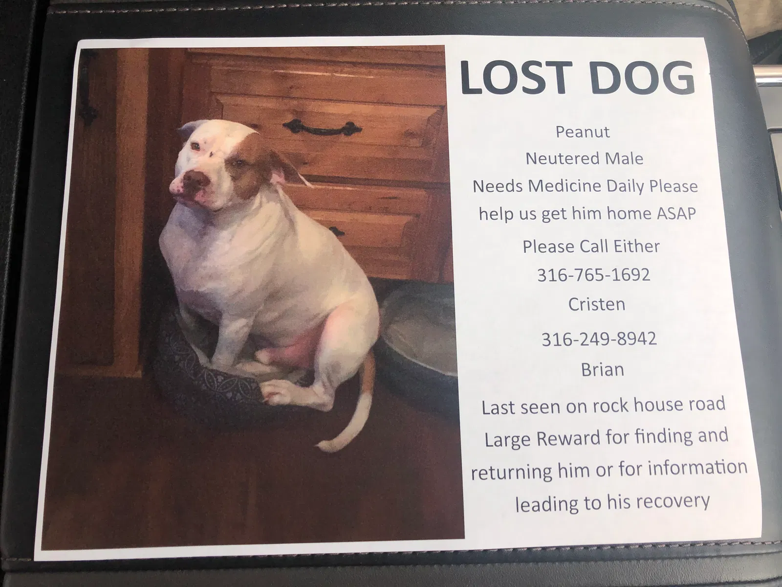 Lost dog in Eureka Springs, AR, 72632