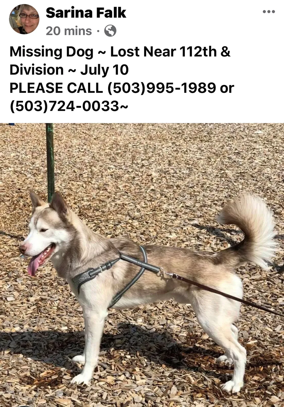 Lost dog in Portland, OR, 97266