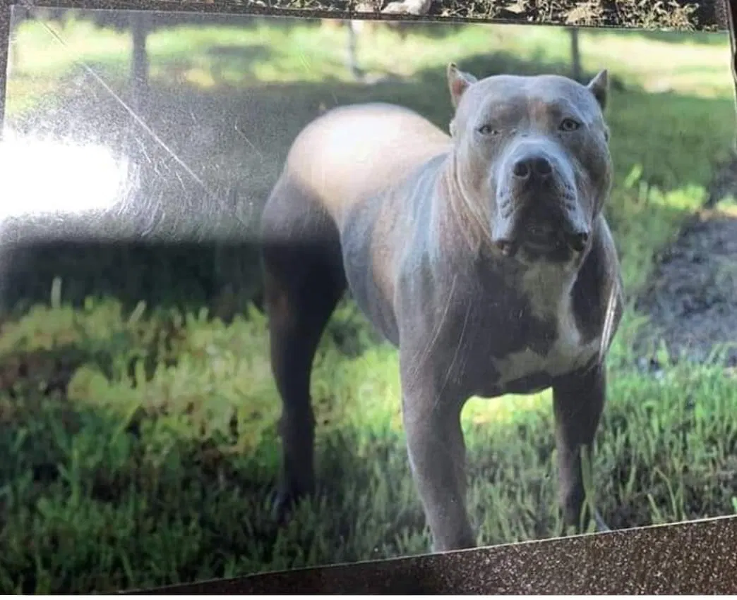 Lost dog in Brownsville, TN, 38012