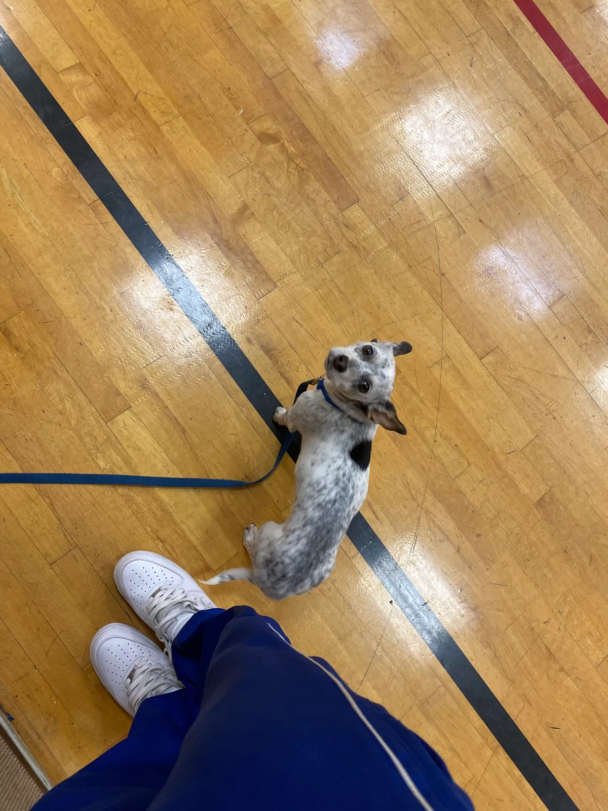 Lost dog in Oakland, CA, 94603