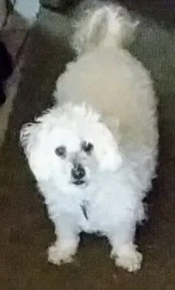 Lost dog in Lynnwood, WA, 98037