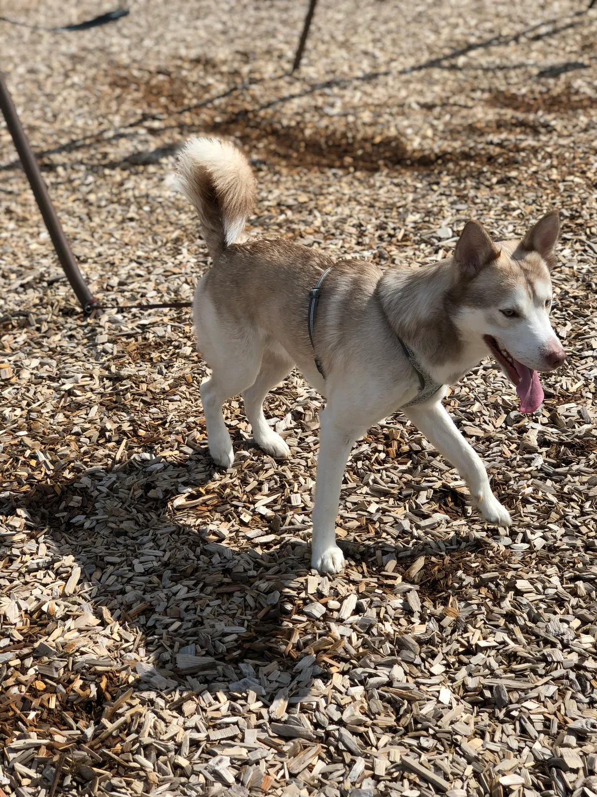Lost dog in Portland, OR, 97266