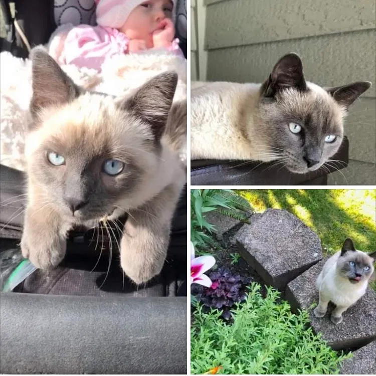 Lost cat in Bothell, WA, 98021