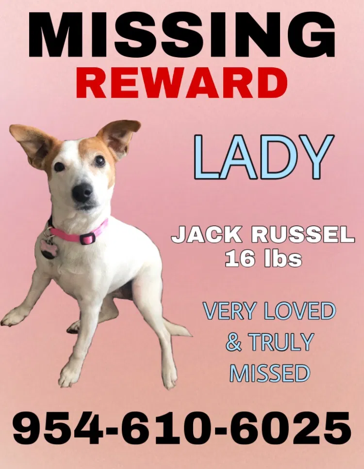 Lost dog in Fort Lauderdale, FL, 33317
