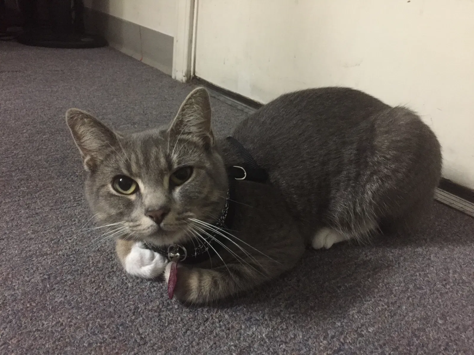 Lost cat in South Burlington, VT, 5403