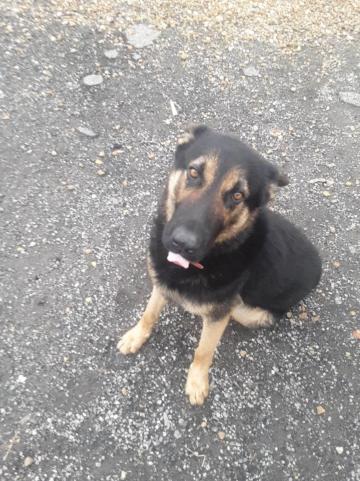 Lost dog in Gaylesville, AL, 35973