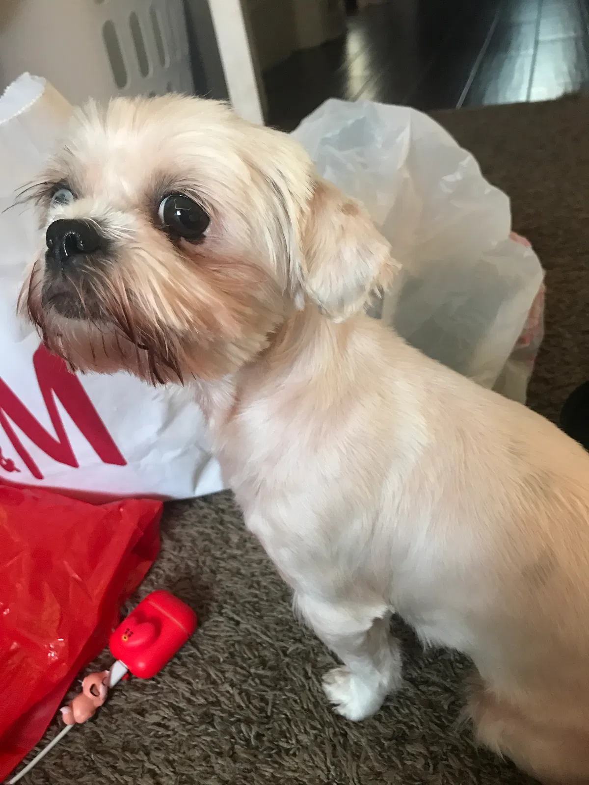 Lost dog in Memphis, TN, 38114
