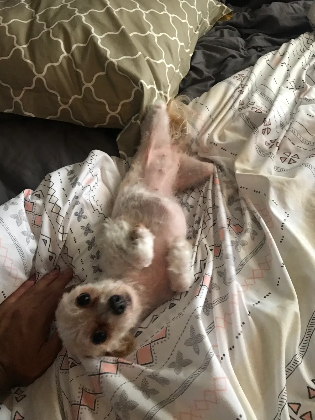 Lost dog in Milwaukee, WI, 53215