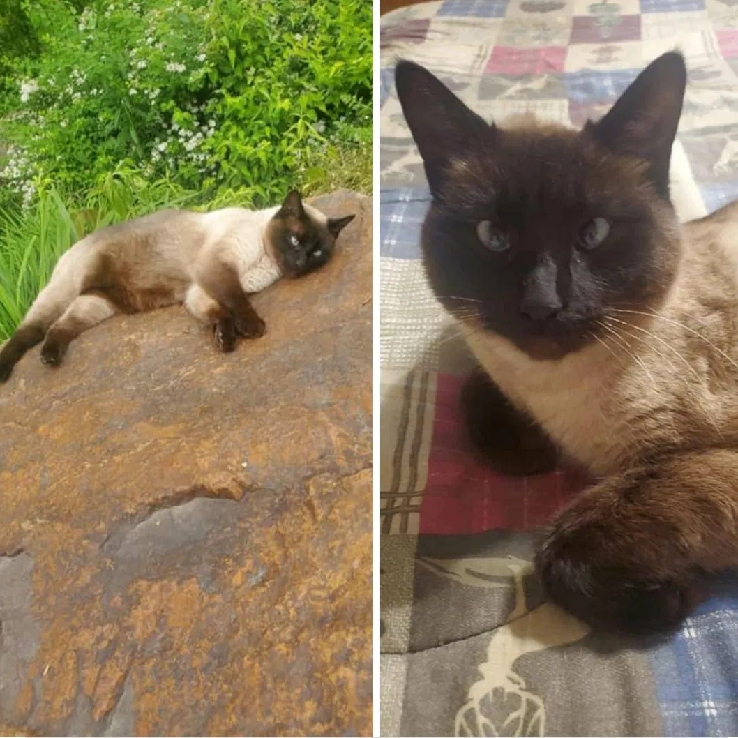 Lost cat in Metamora, IL, 61548