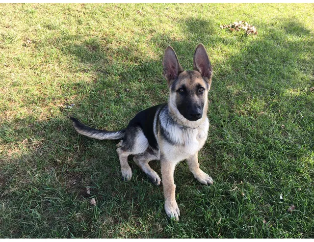 Lost dog in Saint Anne, IL, 60964