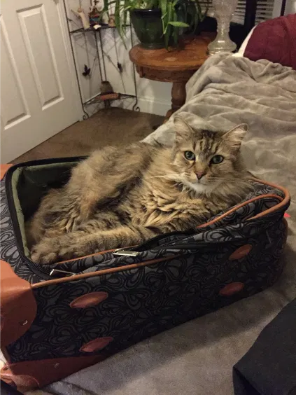 Lost cat in Sterling, CO, 80751