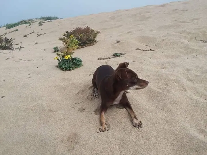 Lost dog in Marina, CA, 93933