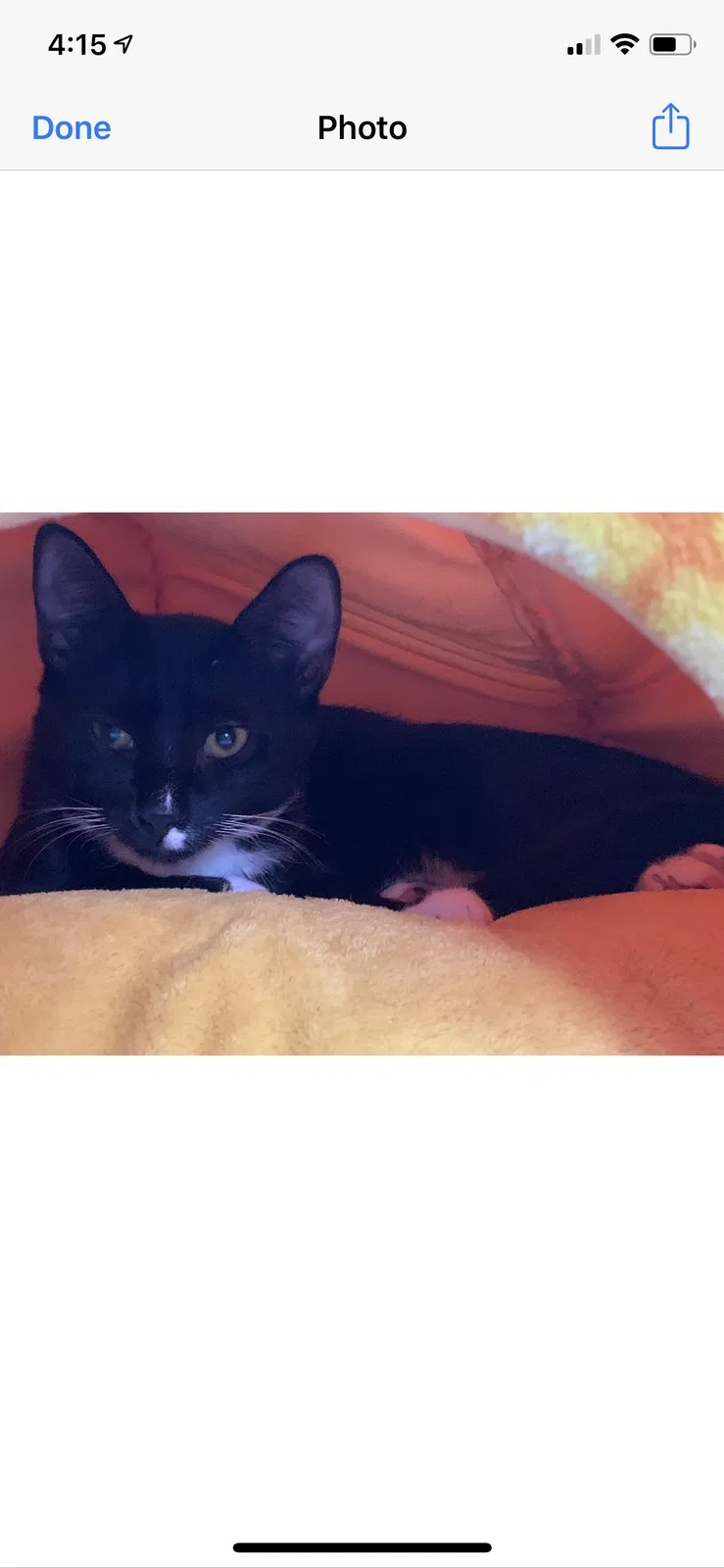 Lost cat in Lutz, FL, 33558