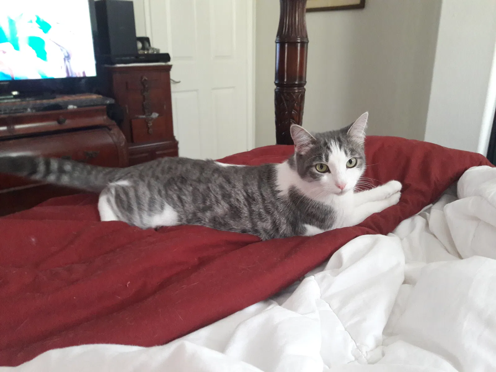 Lost cat in Rancho Santa Margarita, CA, 92688