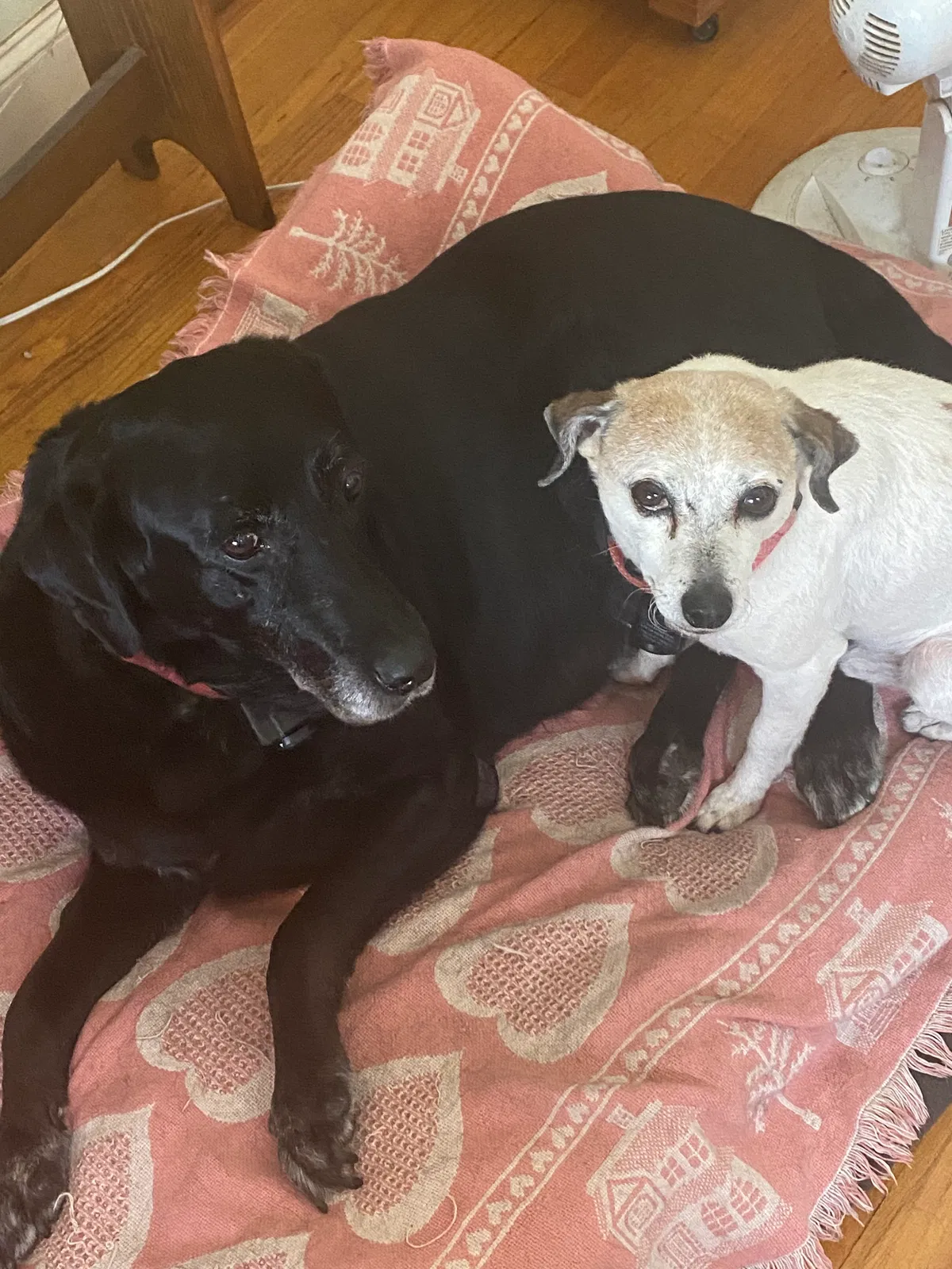 Lost dog in Eustis, FL, 32726