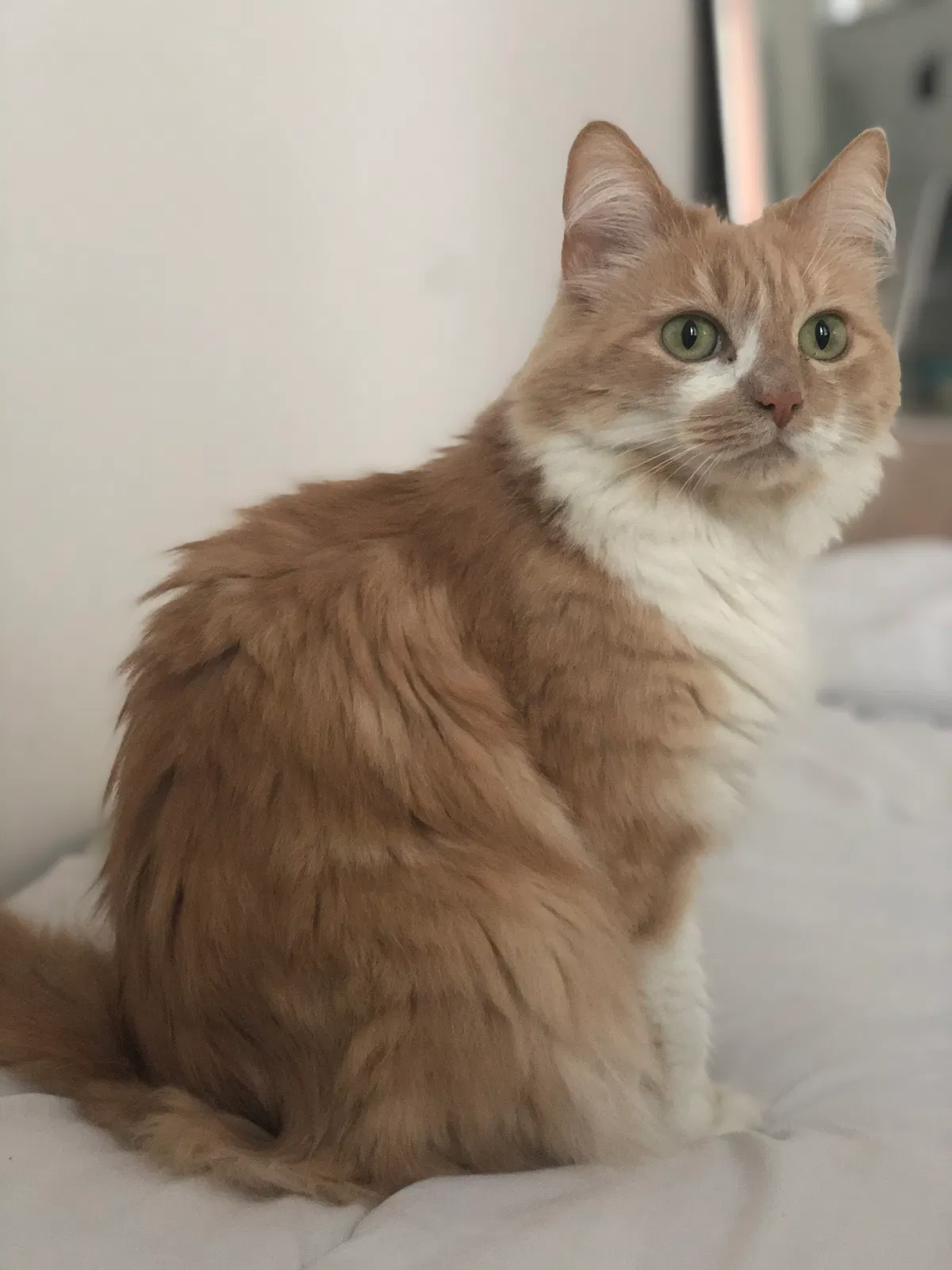 Lost cat in Los Angeles, CA, 90027