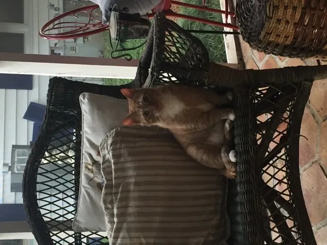 Lost cat in Mooresville, NC, 28115