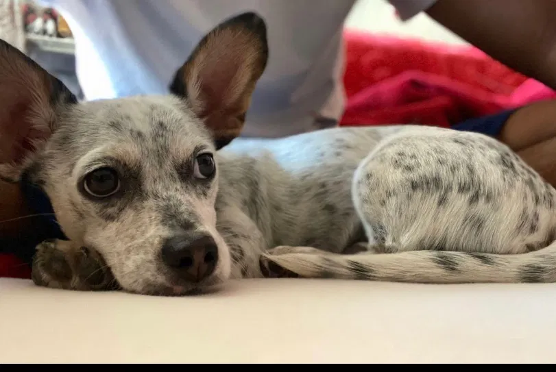 Lost dog in Oakland, CA, 94603