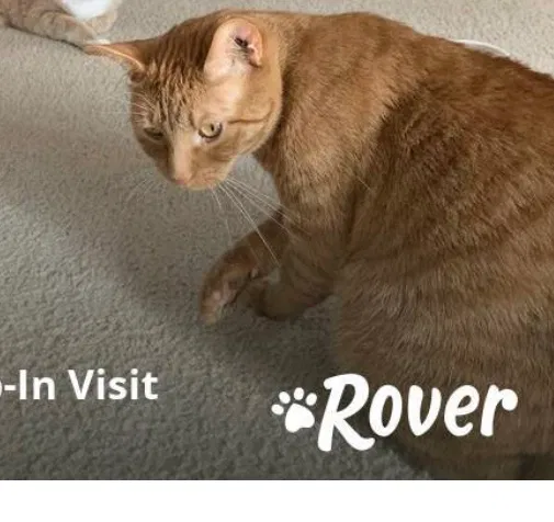 Lost cat in Virginia Beach, VA, 23464