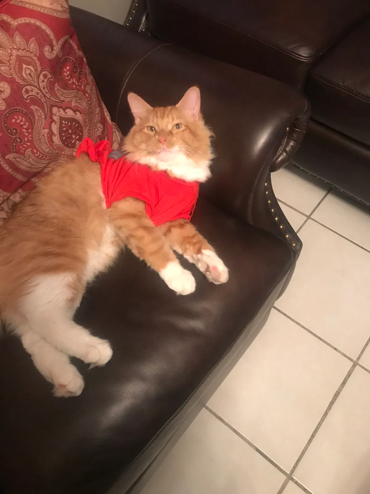 Lost cat in Chicago, IL, 60609