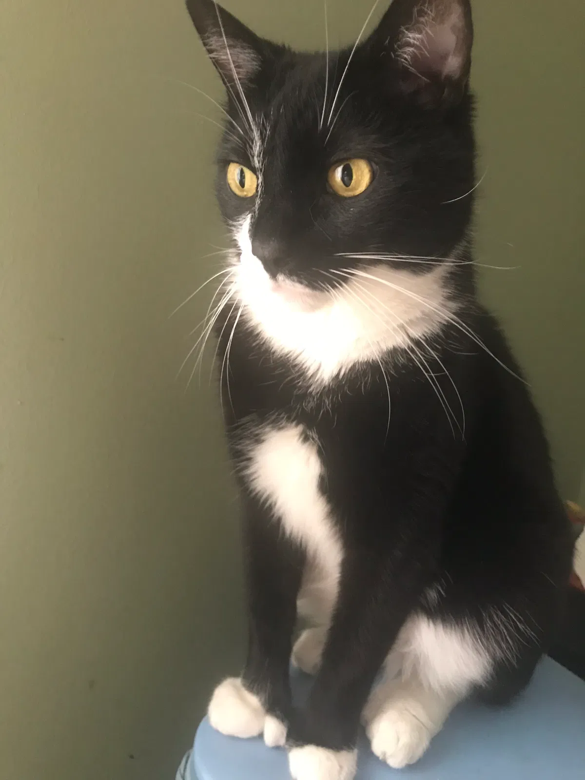 Lost cat in East Bridgewater, MA, 2333