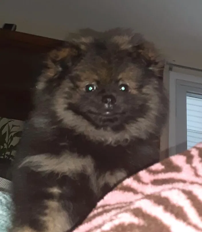 Lost dog in Morrisville, PA, 19067