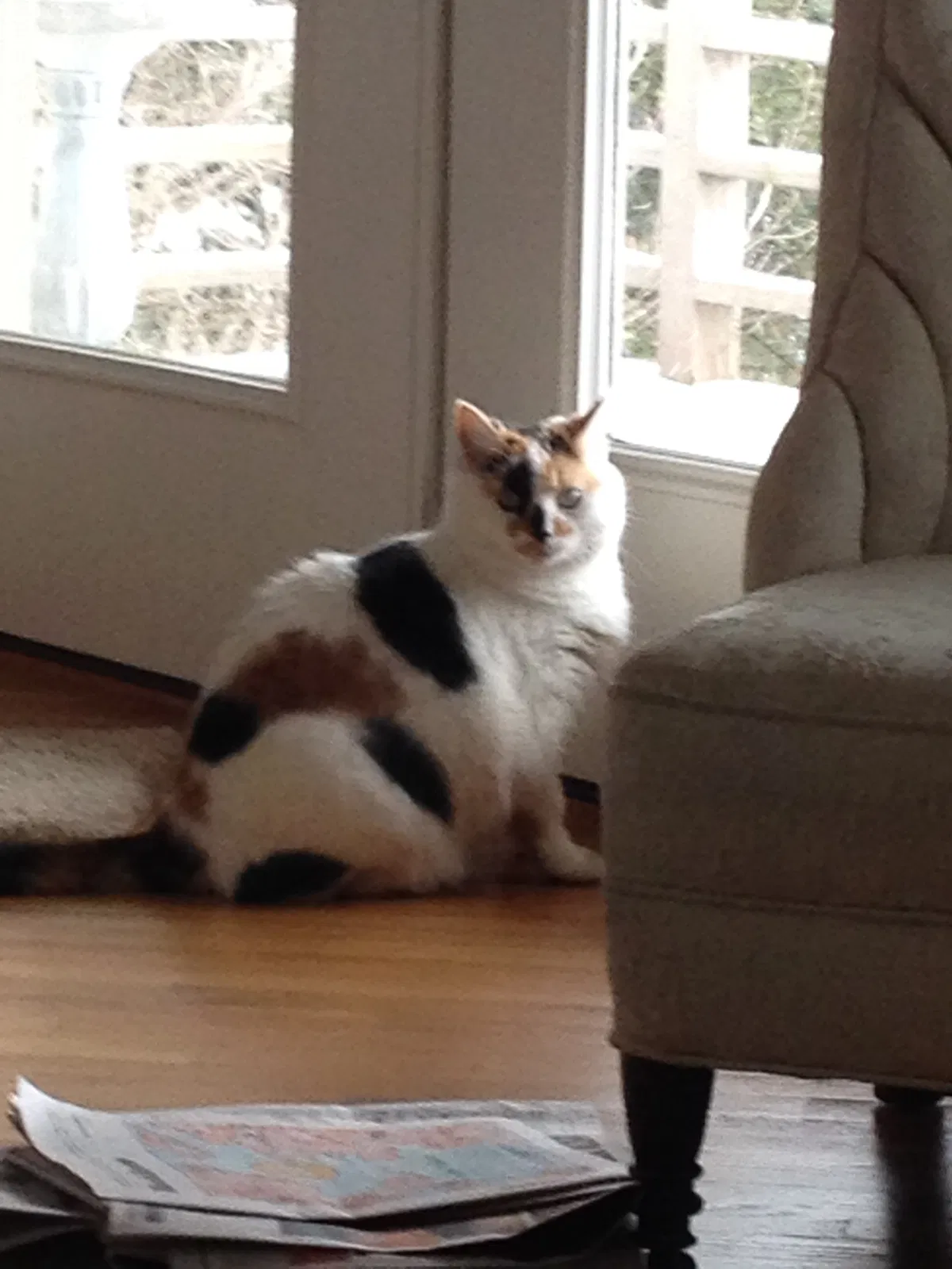 Lost cat in Lancaster, PA, 17603