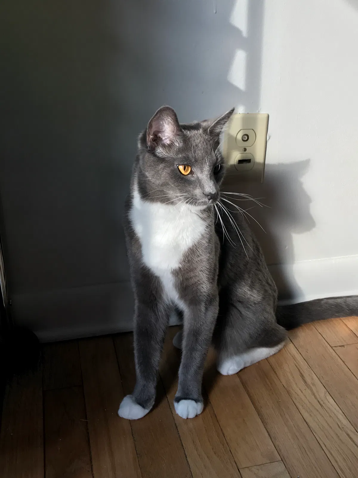 Lost cat in Reading, PA, 19605